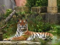 Tiger im Erlebnis-Zoo Hannover