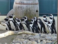 Pinguine im Erlebnis-Zoo Hannover @M. Laws