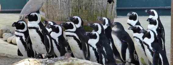 Pinguine im Erlebnis-Zoo Hannover @M. Laws