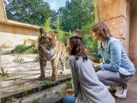 Tiger Mädchen mit Mutter