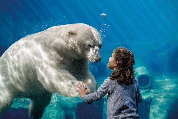 Mädchen und Eisbär, Unterwasser Panorama Yukon Bay