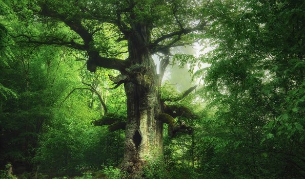 Gasometer Oberhausen Kilian Schönberger Kamineiche01