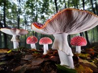 Gasometer Oberhausen Agorastos Papatsanis Fliegenpilze01