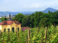 Zamek Děčín - Schloss Děčín - Weinberg