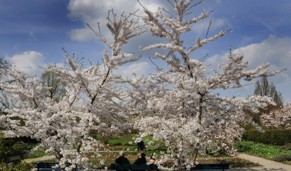 Herrenhäuser Gärten - Zierkirschen