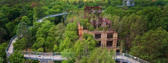 Beelitz-Heilstätten - Baum & Zeit