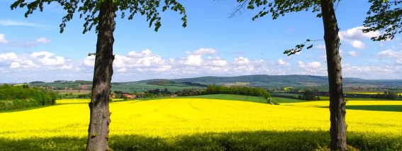 Schaumburger Land - Rapsfelder