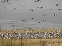 Vögel an der Küste