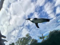 Humboldtpinguin beim Schwimmen beobachten @Zoo Leipzig