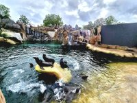 Seelöwen im neuen Feuerland @Zoo Leipzig