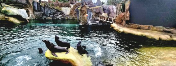 Seelöwen im neuen Feuerland @Zoo Leipzig