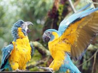 Blaukehlaras in der Freiflugvoliere Amazonien ©Zoo Leipzig