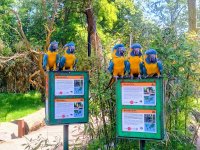 In den neuen Vogelwelten auf Tuchfühlung mit Blaukehlaras und anderen Exoten @Zoo Leipzig