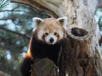 Rote Pandaweibchen Kamala auf der Außenanlage ©Zoo Leipzig