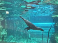 Seelöwen beim Tauchen ©Zoo Leipzig