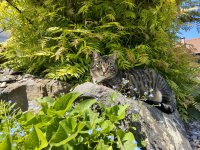 Kater