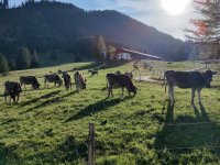 Haslacher Alpe