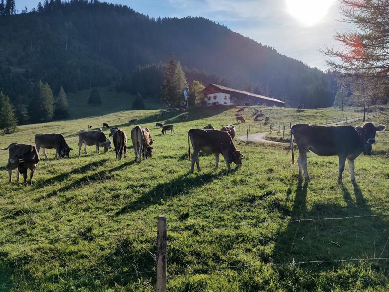 Haslacher Alpe