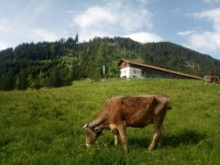 Haslacher Alpe mit Kuh