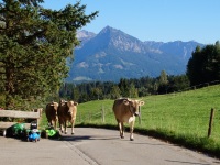 Kühe mit Berge