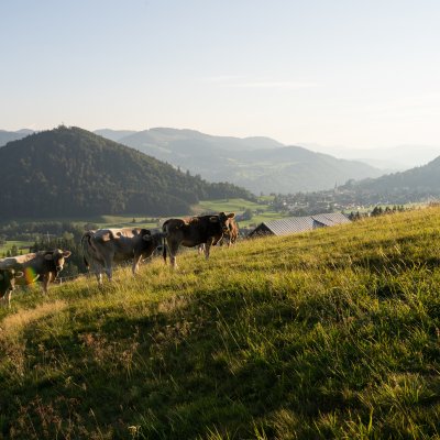 Kühe Herbstweide