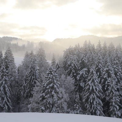 Schneebedeckter Wald von Kalzhofen, unweit von Haubers Naturresort.
