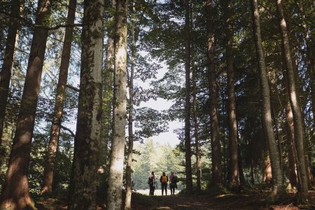 Drei Gäste des Haubers Fastenhotels spazieren durch den Wald und warten auf das Mittagsmenü Ihres Intervallfasten-Urlaubs.