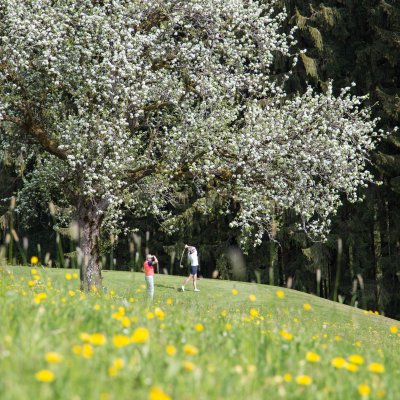 Golfen in Haubers Naturresort im Frühling
