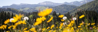 Beim Wandern im Allgäu streifen Haubers Gäste über saftige Frühlingswiesen mit Blick auf den Hochgrat