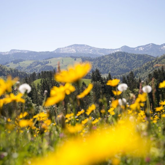 Beim Wandern im Allgäu streifen Haubers Gäste über saftige Frühlingswiesen mit Blick auf den Hochgrat