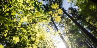 Im sanften Sonnenlicht werfen große Ahornbäume die Schatten ihrer Blätter.