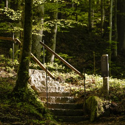 Durch den Haubers Wald führt die Waldtreppe von der Frühjahrssonne beschienen hinauf zum Schwalbennest oberhalb von Oberstaufen.