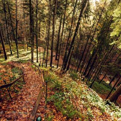 Auf den 100 Granitstufen der Haubers Waldtreppe leuchtet das Laub in der Herbstsonne.