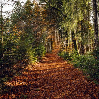 Rotbraunes Laub liegt während des Indian Summer im Allgäu auf dem Klimapfad von Haubers Naturresort.