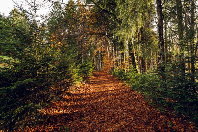 Rotbraunes Laub liegt während des Indian Summer im Allgäu auf dem Klimapfad von Haubers Naturresort.