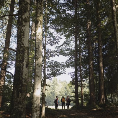 Drei Personen schlendern beim Waldbaden durch den Haubers Wald im Allgäu.