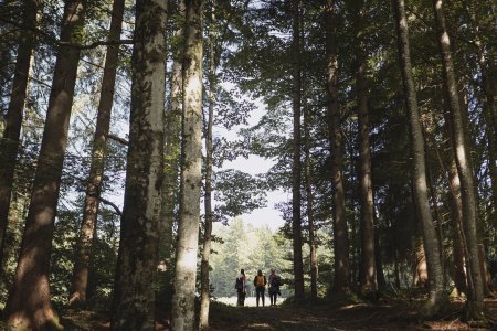 Drei Personen schlendern beim Waldbaden durch den Haubers Wald im Allgäu.