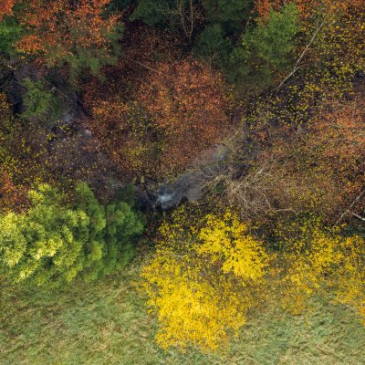 Während des Indian Summers im Allgäu färben sich die Laubbäume rot und gelb.