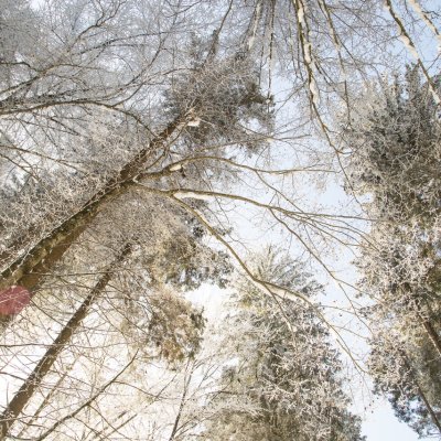 Gäste von Haubers Naturresort blicken durch verschneite Äste und Nadelbäume zum hellblauen Himmel.