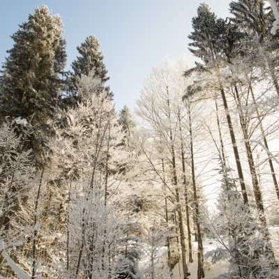 Beim Waldbaden im Winter oder einer Winterwanderung im Allgäu ragen die verschneiten Baumwipfel empor.