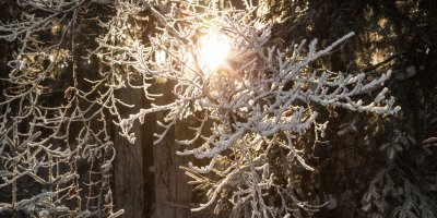 Die Wintersonne fällt zwischen verschneiten Ästen hindurch, an denen Haubers Gäste vorbeispazieren.