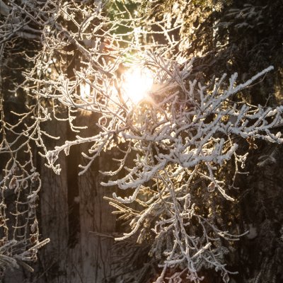 Die Wintersonne fällt zwischen verschneiten Ästen hindurch, an denen Haubers Gäste vorbeispazieren.