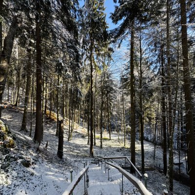 Waldbaden-allgaeu-winter Janina Picard geht beim Waldbaden im Winter über die Waldtreppe von Haubers Naturresort.