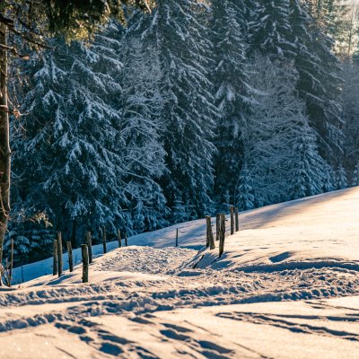 Ein Weg schlängelt sich den verschneiten Hang am Waldrand hinauf.