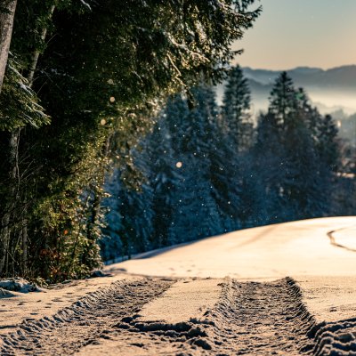 Schneeflocken fallen von den Bäumen und glitzern in der Allgäuer Sonne.