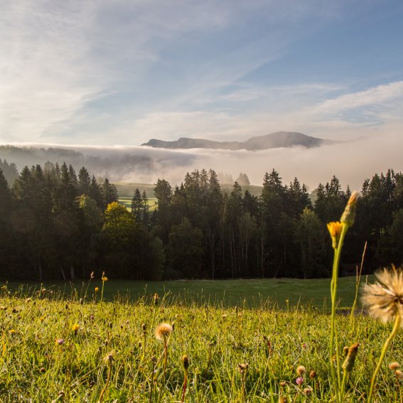 Haubers Gäste erreichen sonnenbeschienene Allgäuer Bergwiesen direkt vom Hotel aus.