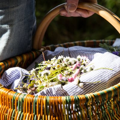 In einem Korb sammeln die Teilnehmer der Kräuterwanderung Heilkräuter von Haubers Bergwiesen.