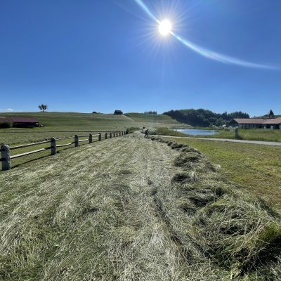 Eine weitläufige Wiese wird gemäht, während die Sonne am blauen Himmel scheint. Im Hintergrund befinden sich sanfte Hügel.