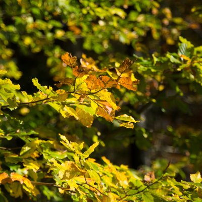 Herbstliches Laub färbt sich golden. Das Grün einer Eiche wird im Herbst langsam gelb.