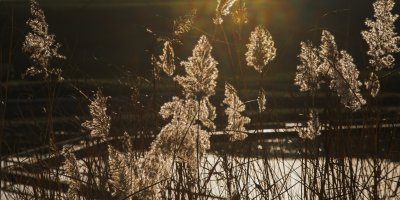 Das Schilf an Haubers Natursee weht im Herbstwind. Die Sonne taucht den hotel eigenen See und das mit Schilf bewachsene Ufer in goldenes Herbstlicht.